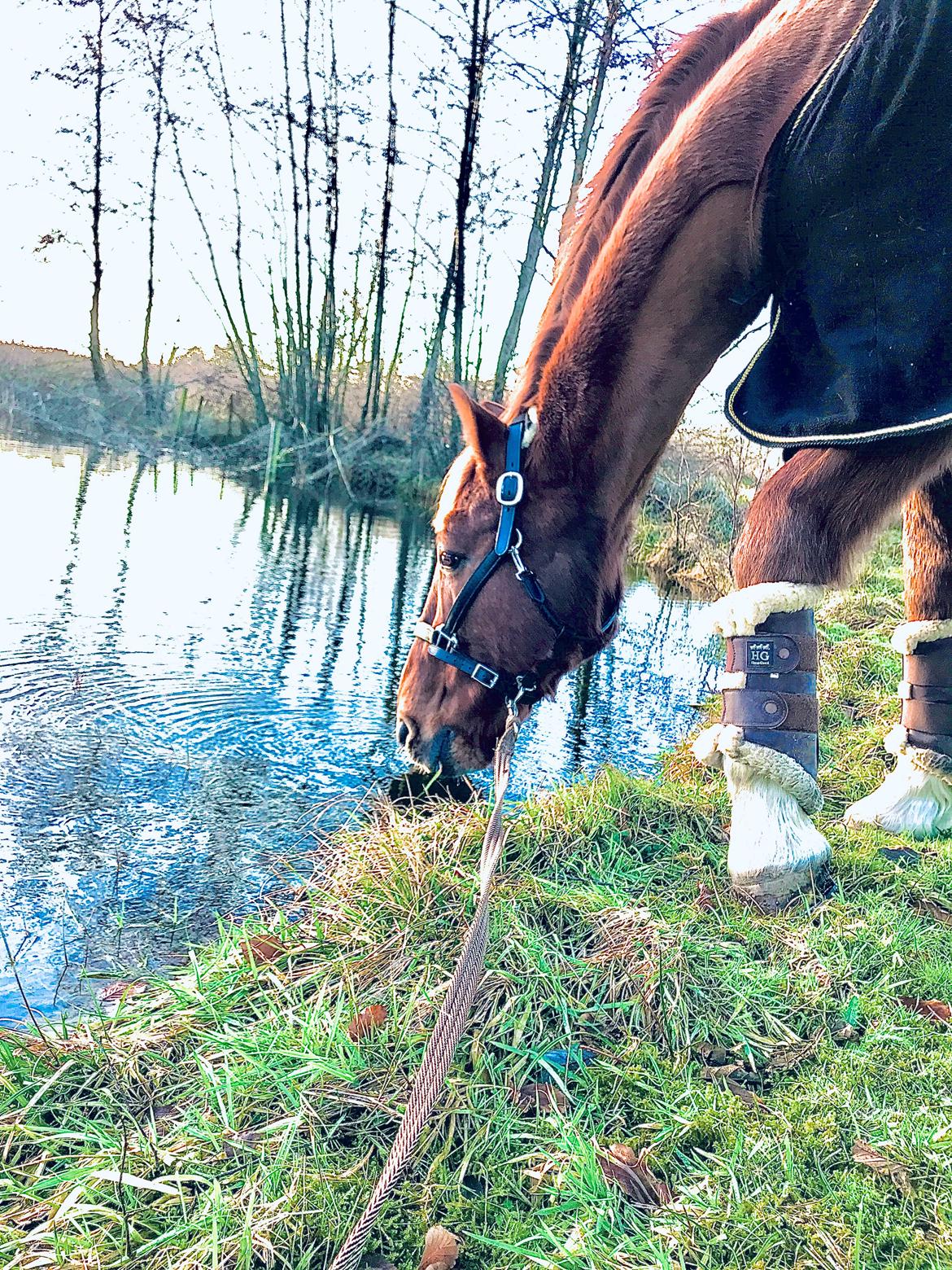 Holstener Nouvel artiste z - En af de første tidlig forårs dage nede ved vores sø med manse billede 9