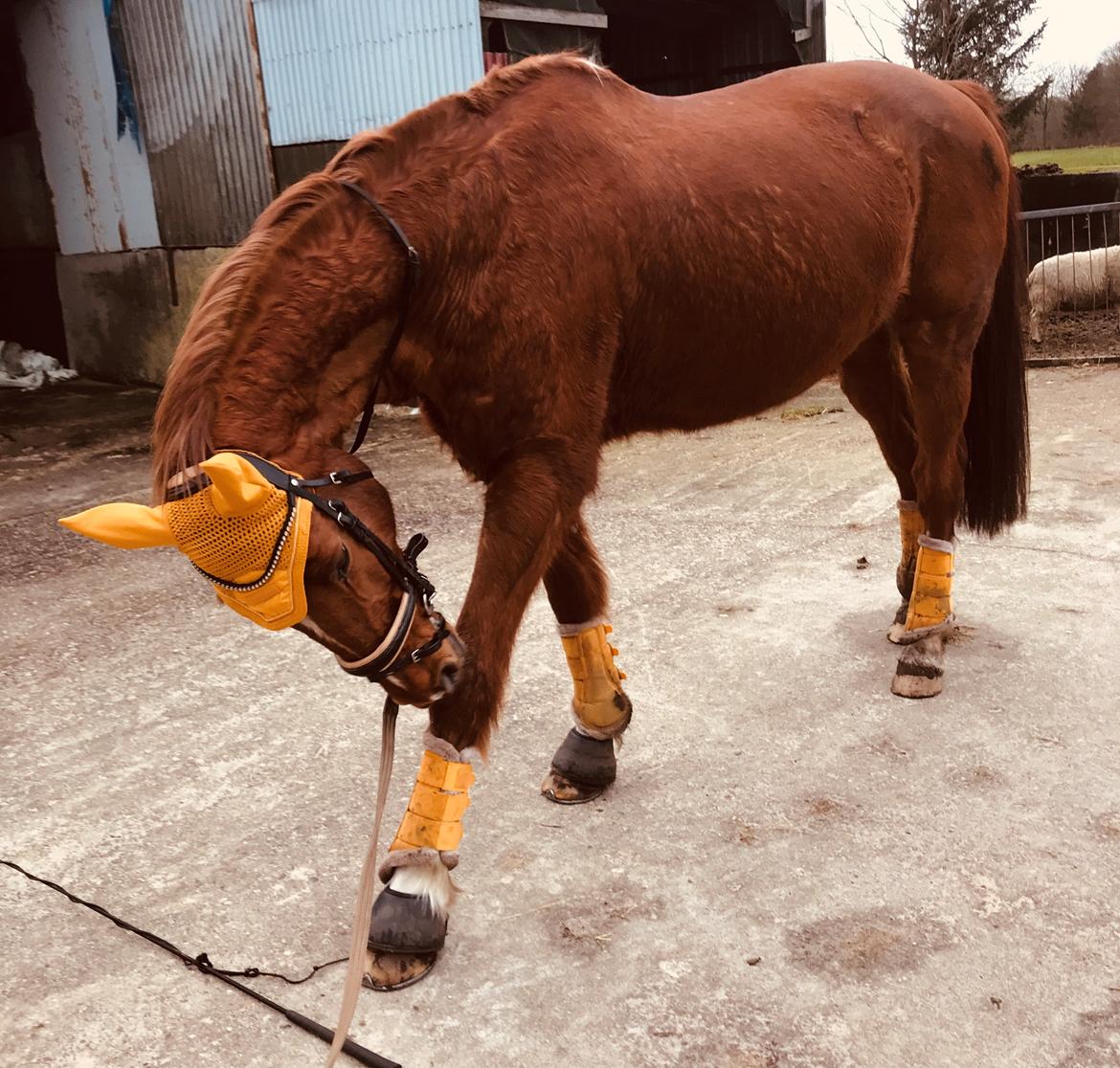 Holstener Nouvel artiste z - Manse var meget tynd og ikke særlig muskulært formet da jeg havde ham de første par måneder billede 7