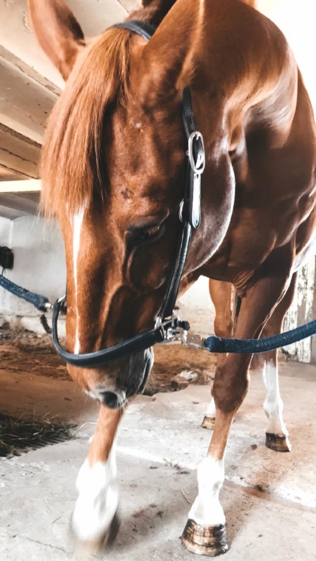 Holstener Nouvel artiste z - En tur under striglen i stalden er hans favorit billede 8