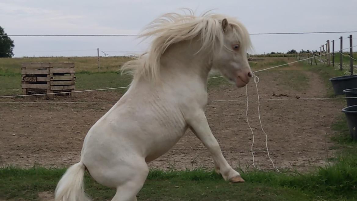 Miniature Hei Hei Wind billede 1