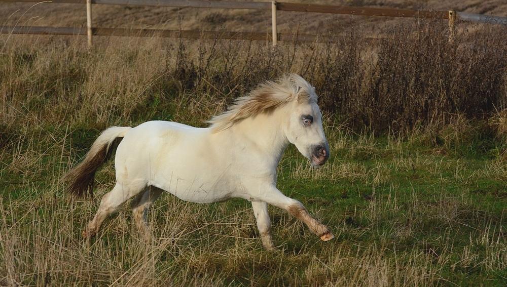 Miniature Hei Hei Wind billede 5