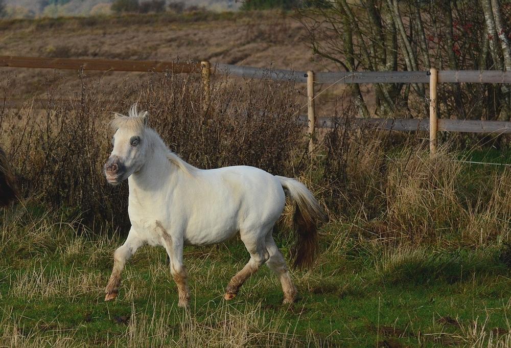 Miniature Hei Hei Wind billede 9
