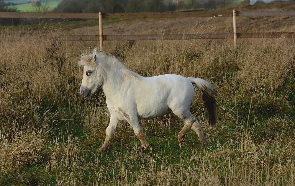 Miniature Hei Hei Wind billede 10