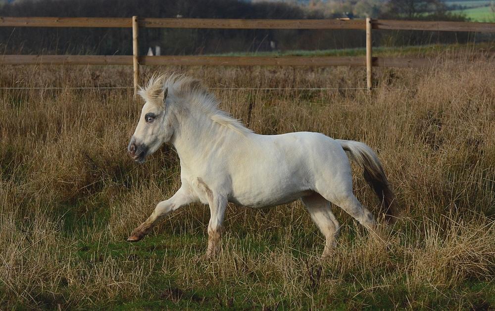 Miniature Hei Hei Wind billede 12