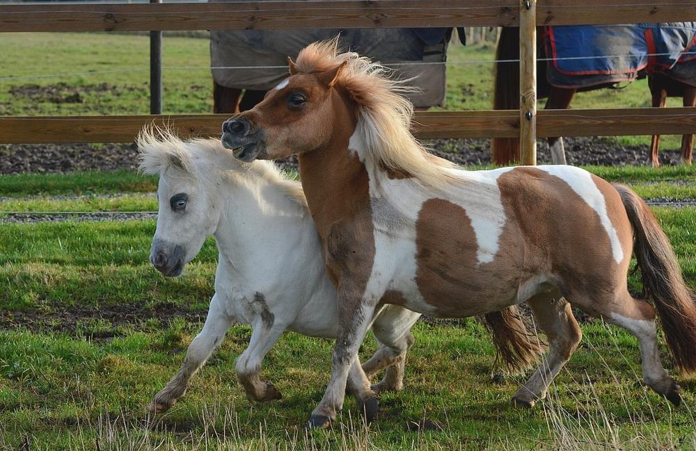 Miniature Hei Hei Wind billede 13
