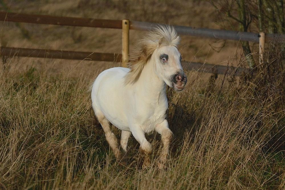 Miniature Hei Hei Wind billede 14