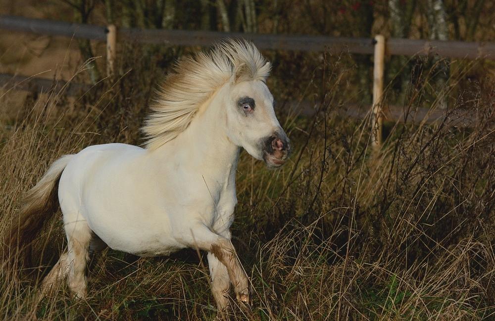 Miniature Hei Hei Wind billede 4