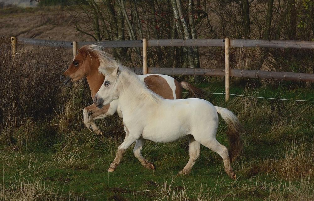 Miniature Hei Hei Wind billede 7