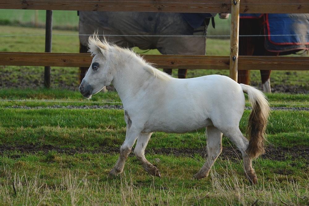 Miniature Hei Hei Wind billede 16