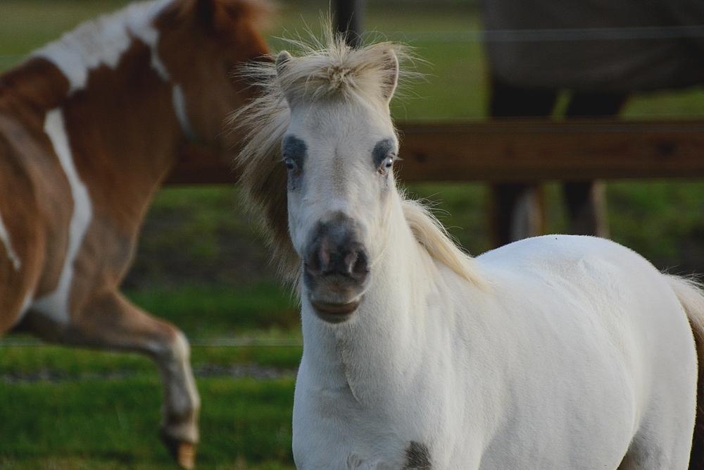 Miniature Hei Hei Wind billede 17