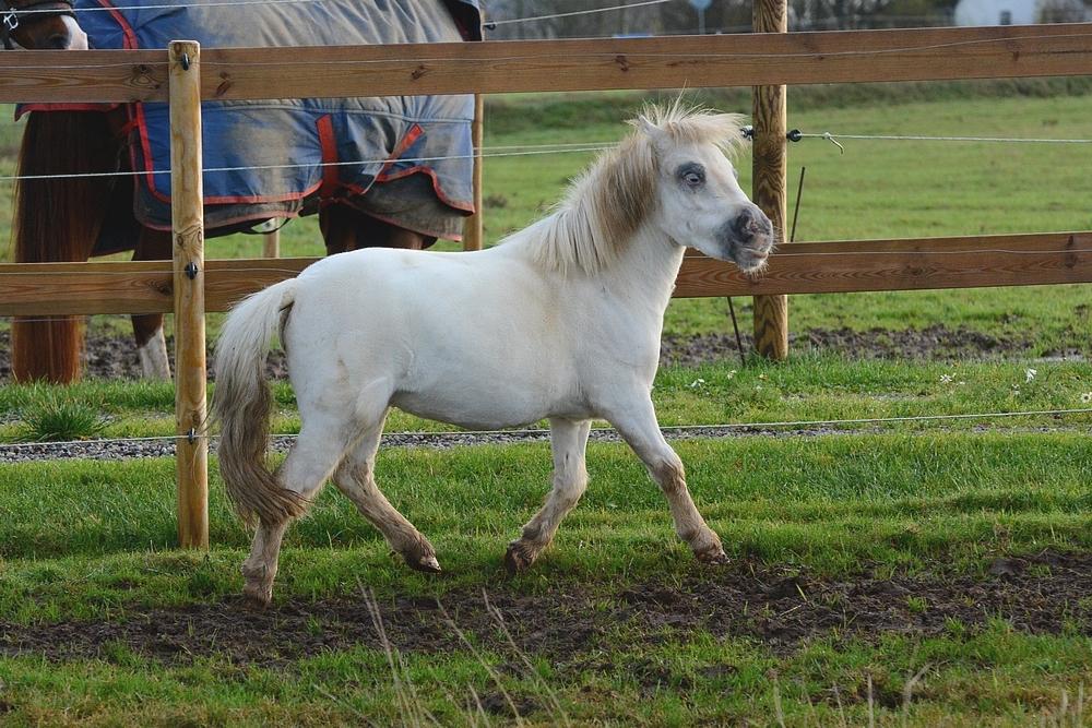 Miniature Hei Hei Wind billede 18