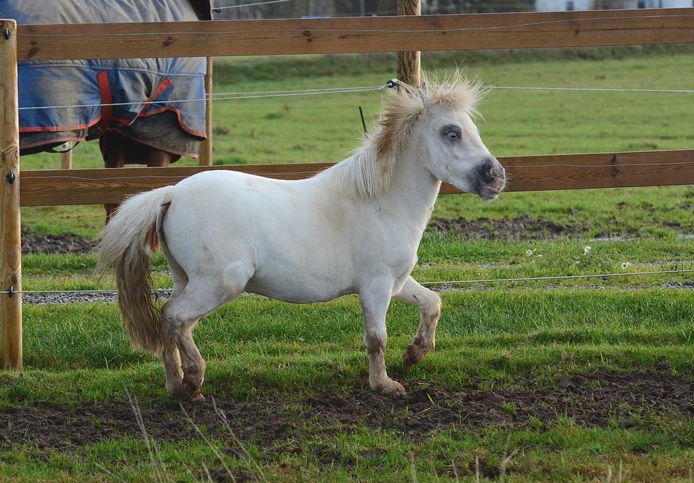Miniature Hei Hei Wind billede 19