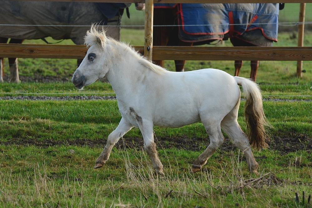 Miniature Hei Hei Wind billede 15