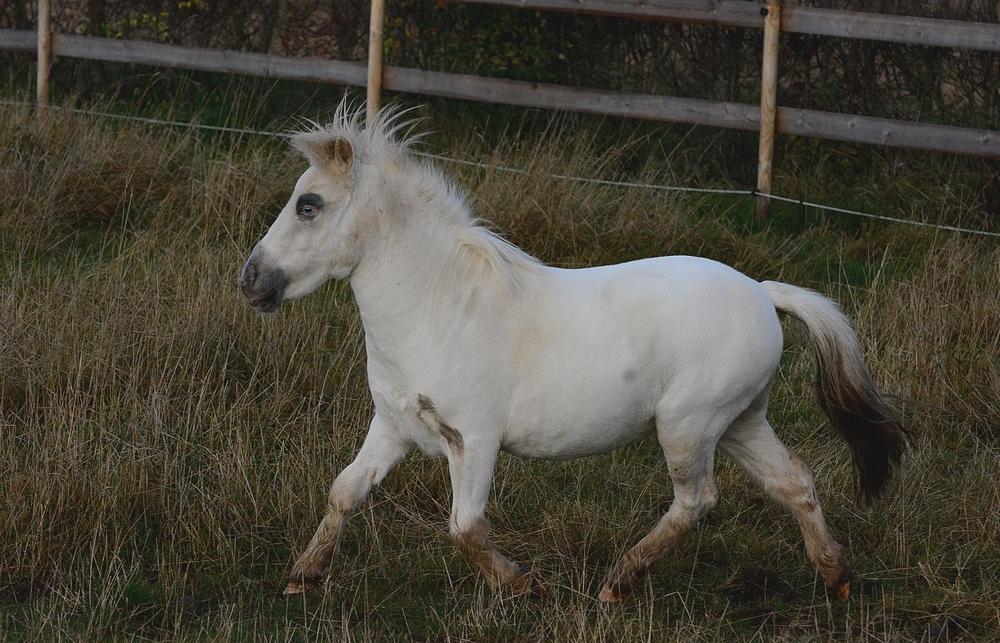 Miniature Hei Hei Wind billede 22