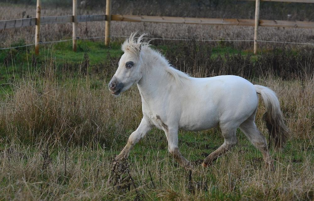 Miniature Hei Hei Wind billede 23