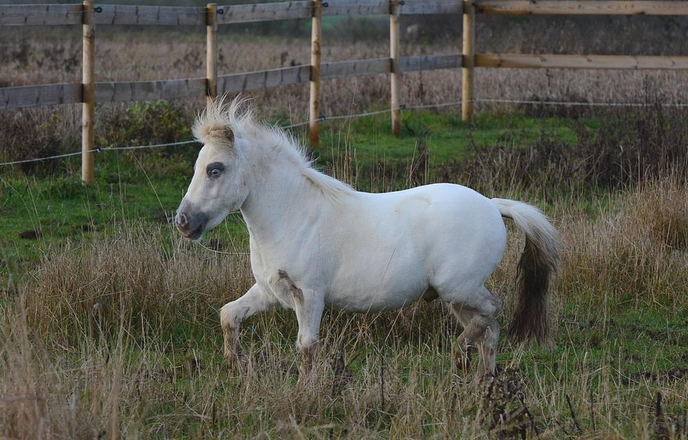 Miniature Hei Hei Wind billede 24