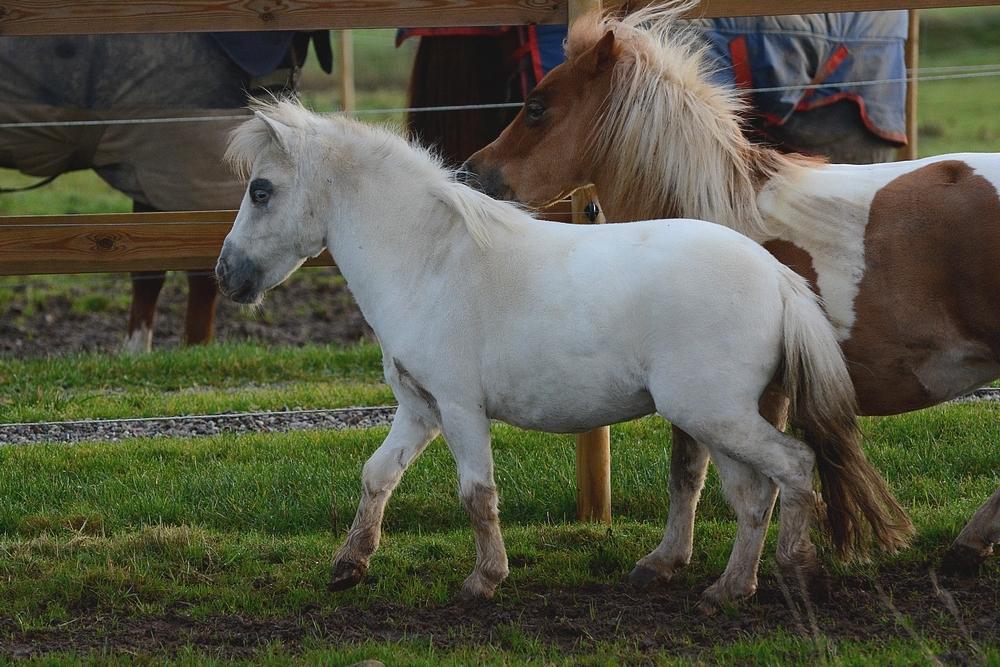 Miniature Hei Hei Wind billede 20