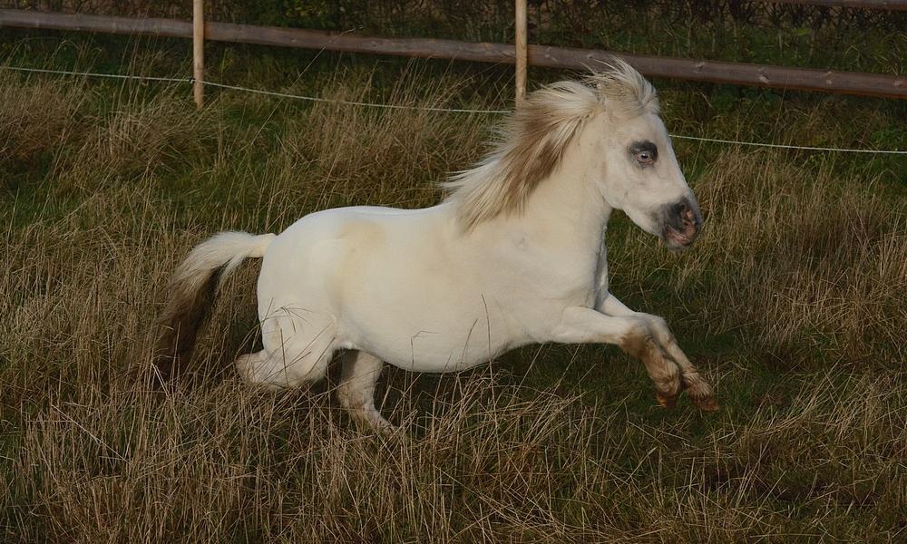 Miniature Hei Hei Wind billede 25