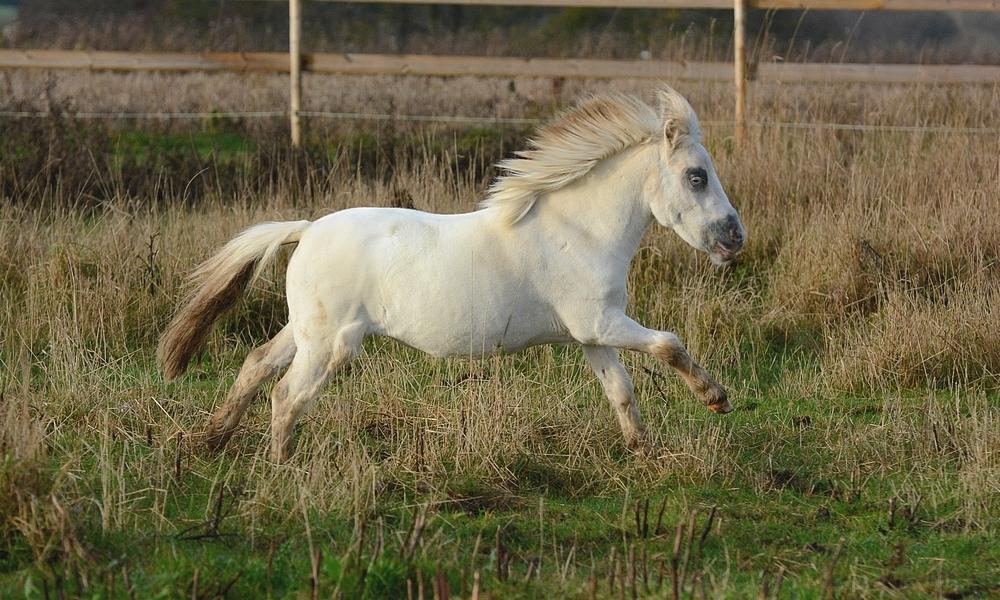 Miniature Hei Hei Wind billede 27