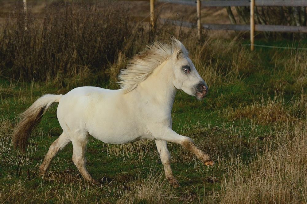 Miniature Hei Hei Wind billede 28