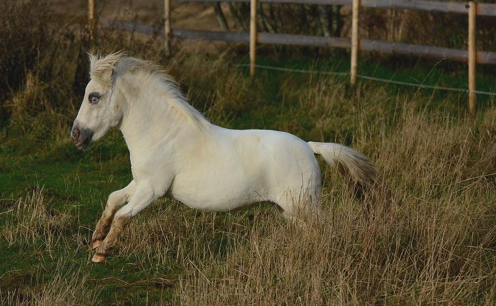 Miniature Hei Hei Wind billede 29