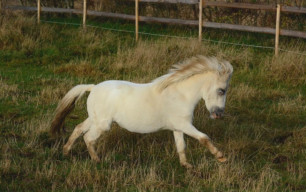 Miniature Hei Hei Wind billede 26