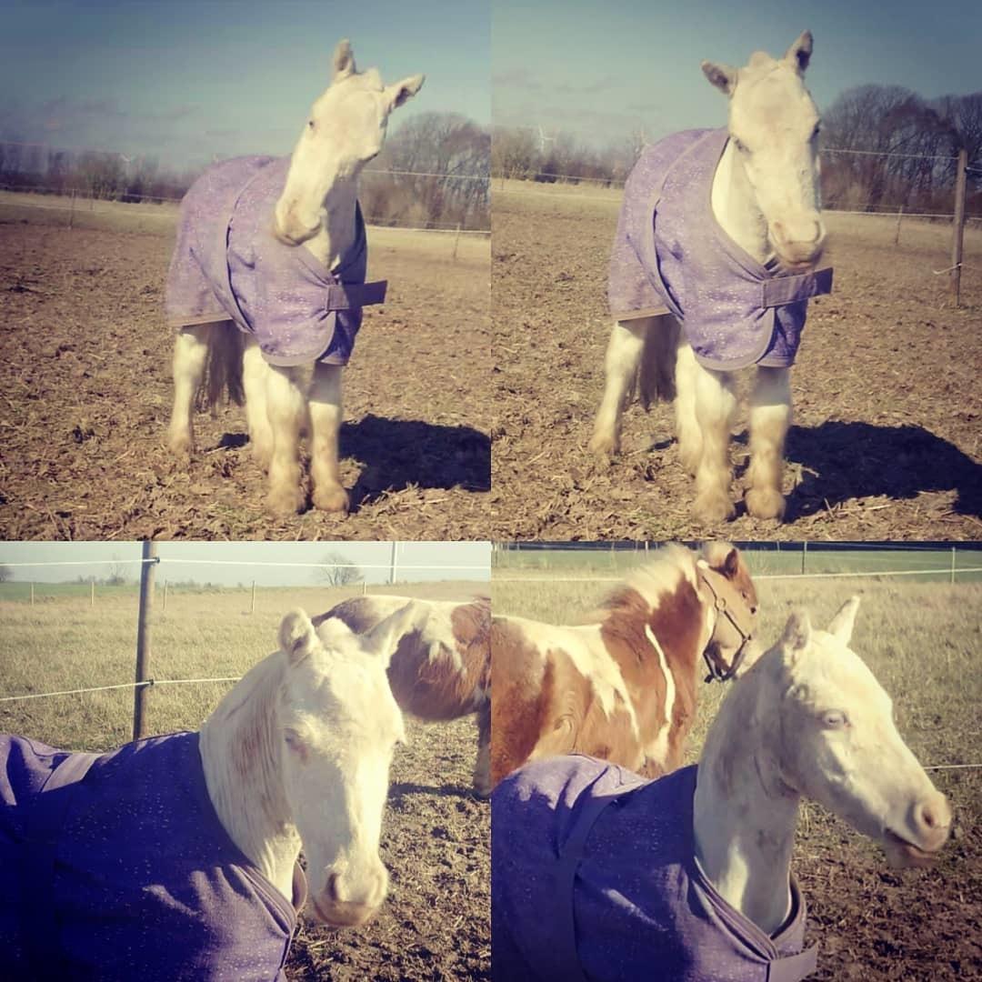 Miniature Hei Hei Wind billede 2