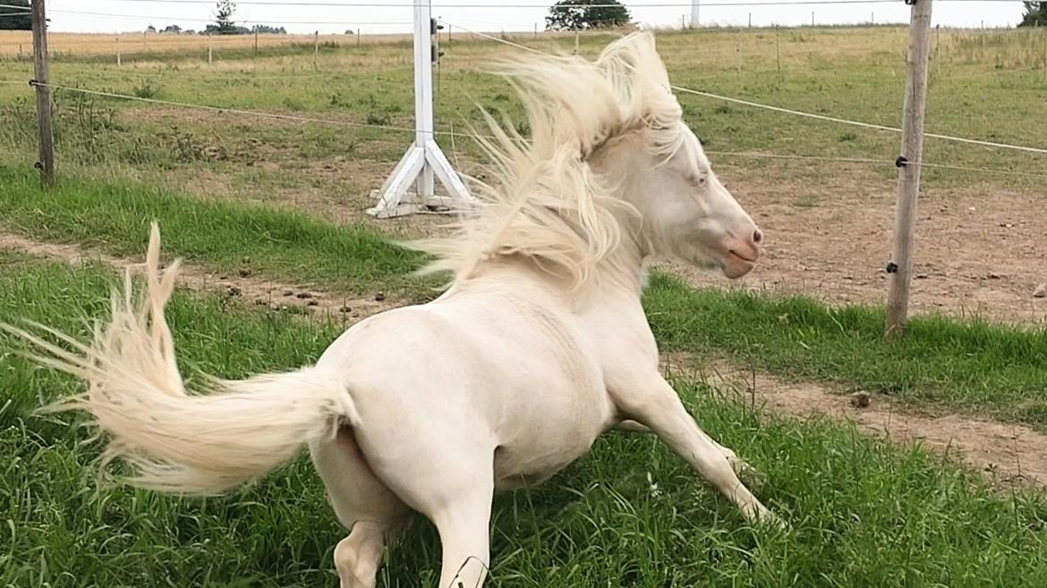 Miniature Hei Hei Wind billede 30