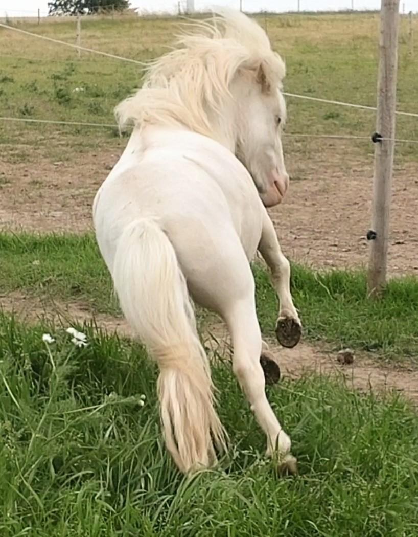 Miniature Hei Hei Wind billede 32
