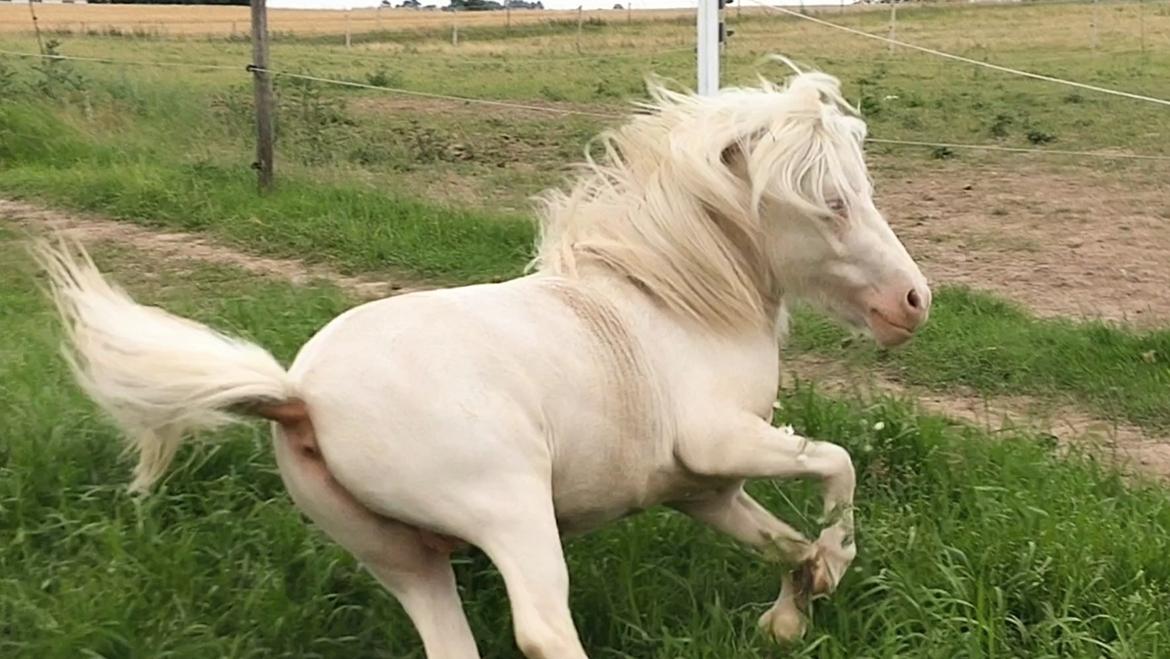 Miniature Hei Hei Wind billede 31