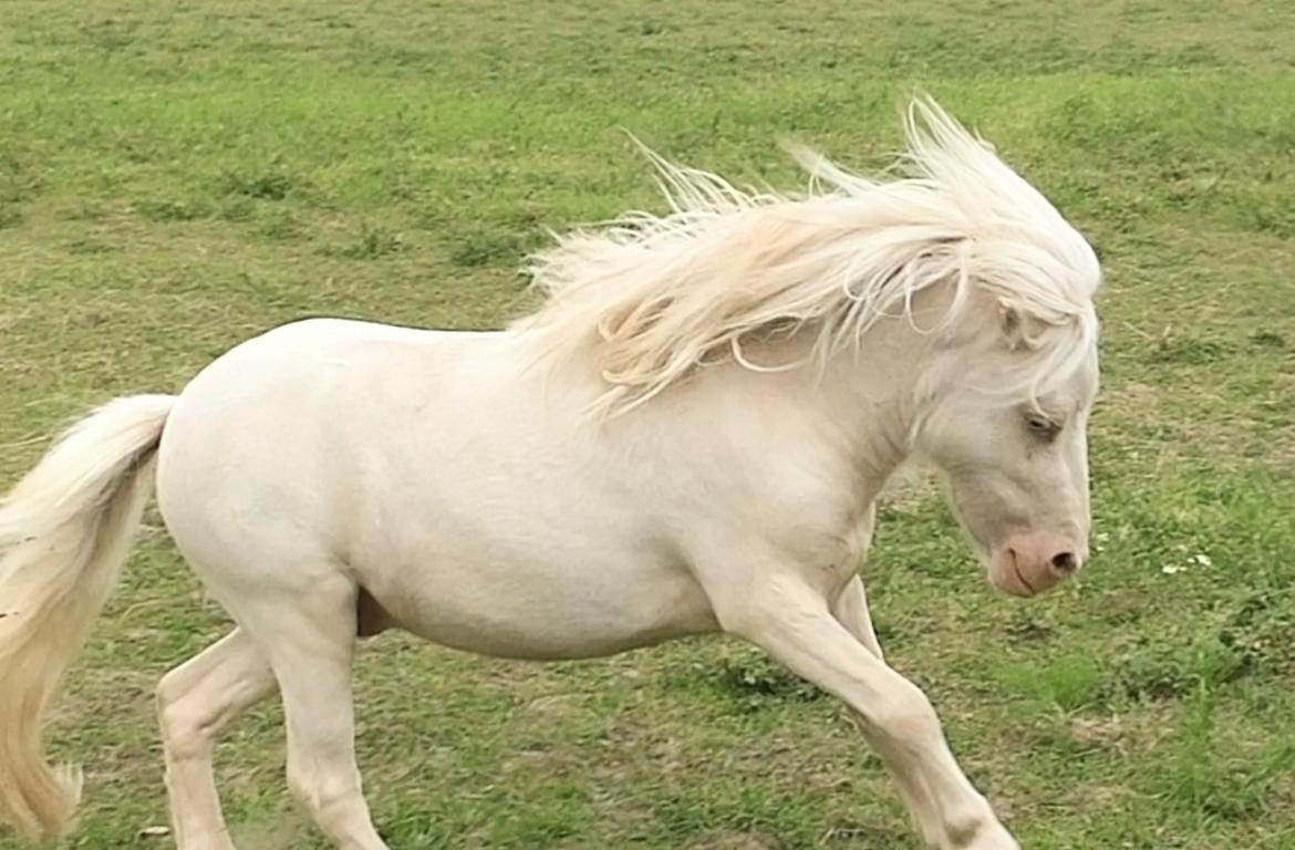 Miniature Hei Hei Wind billede 34