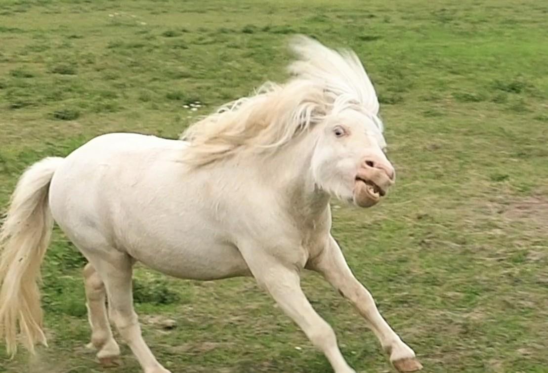 Miniature Hei Hei Wind billede 35