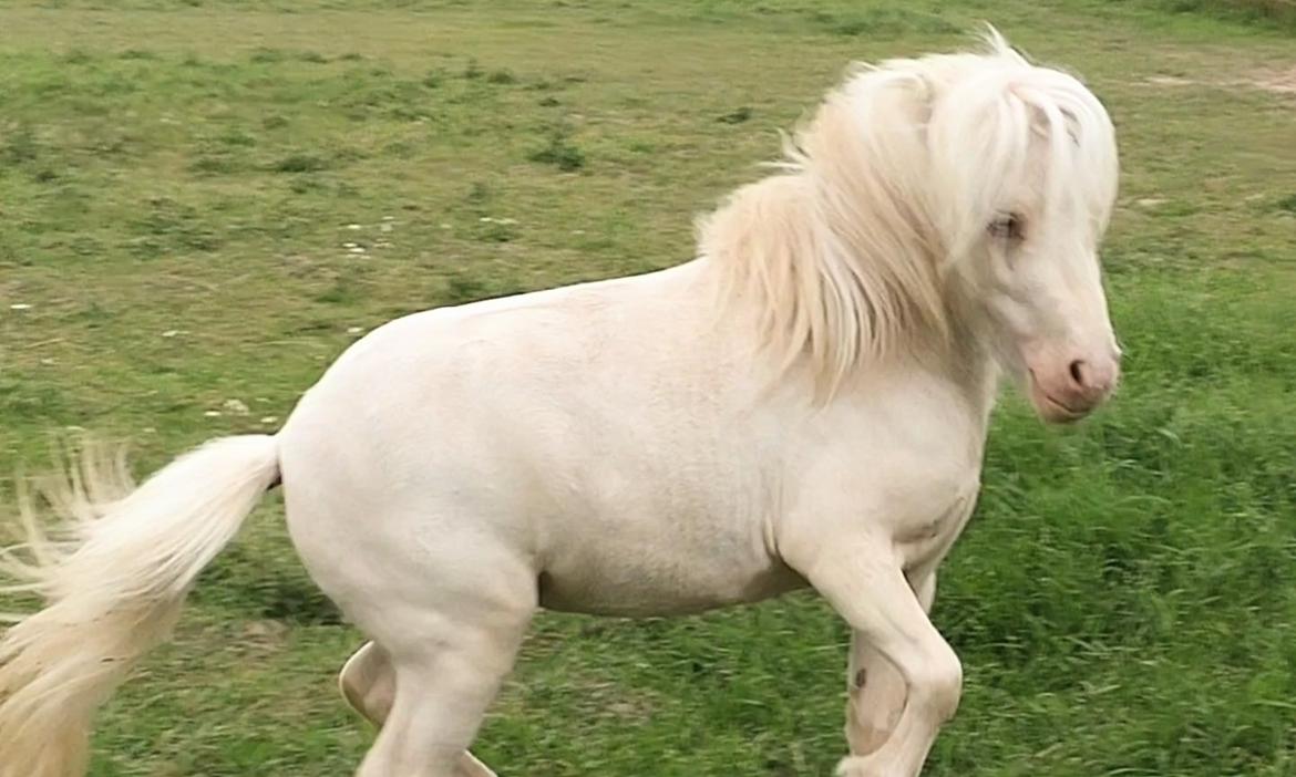 Miniature Hei Hei Wind billede 36