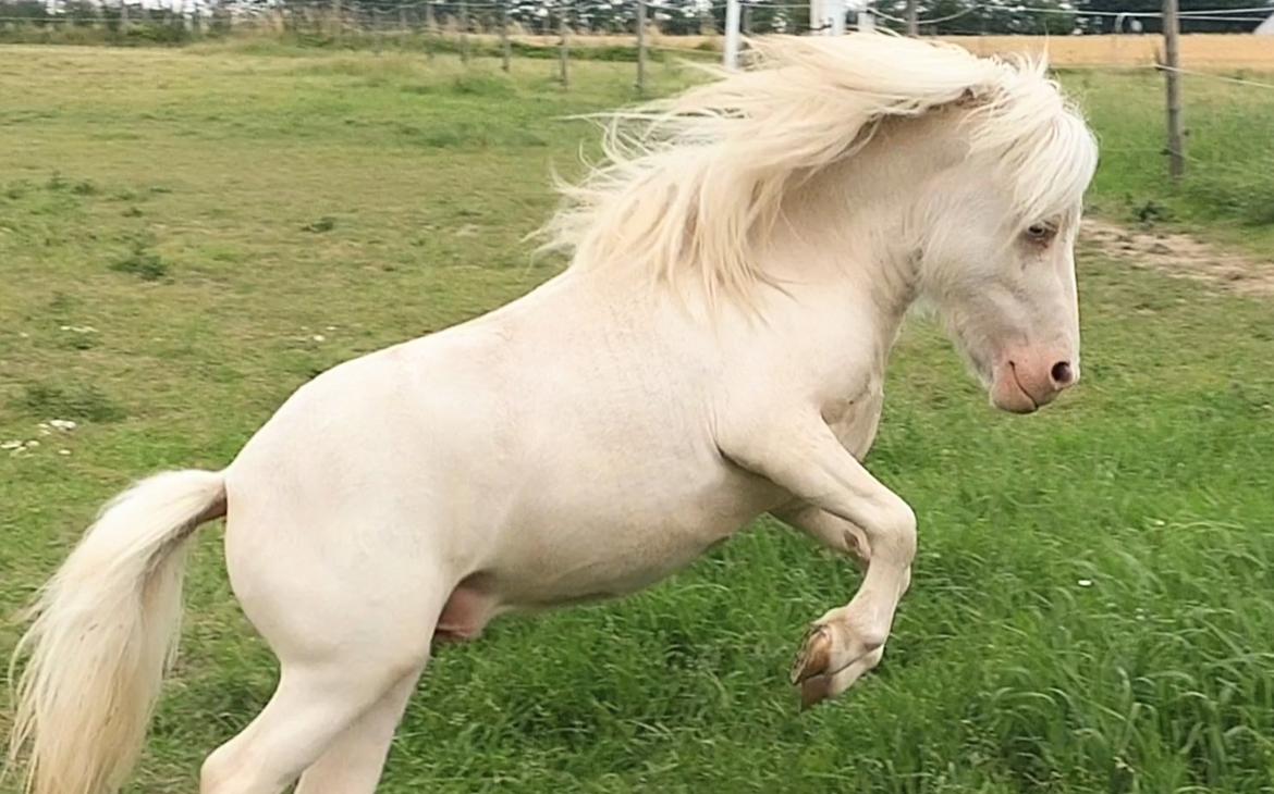 Miniature Hei Hei Wind billede 37