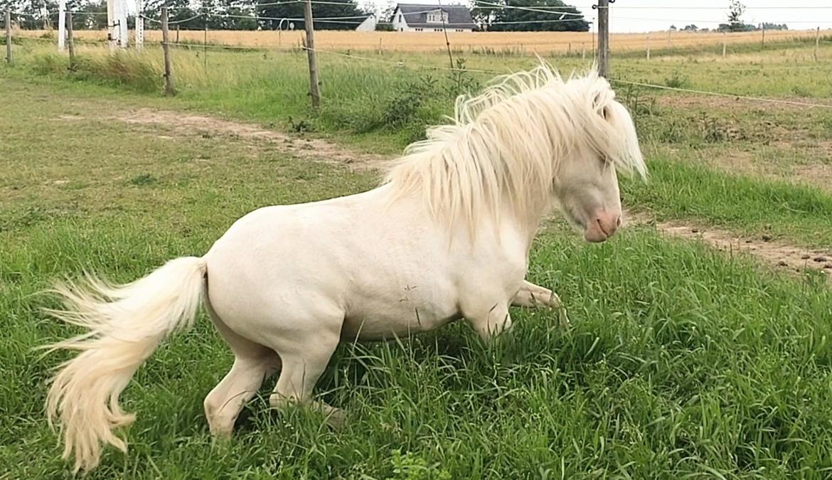 Miniature Hei Hei Wind billede 38