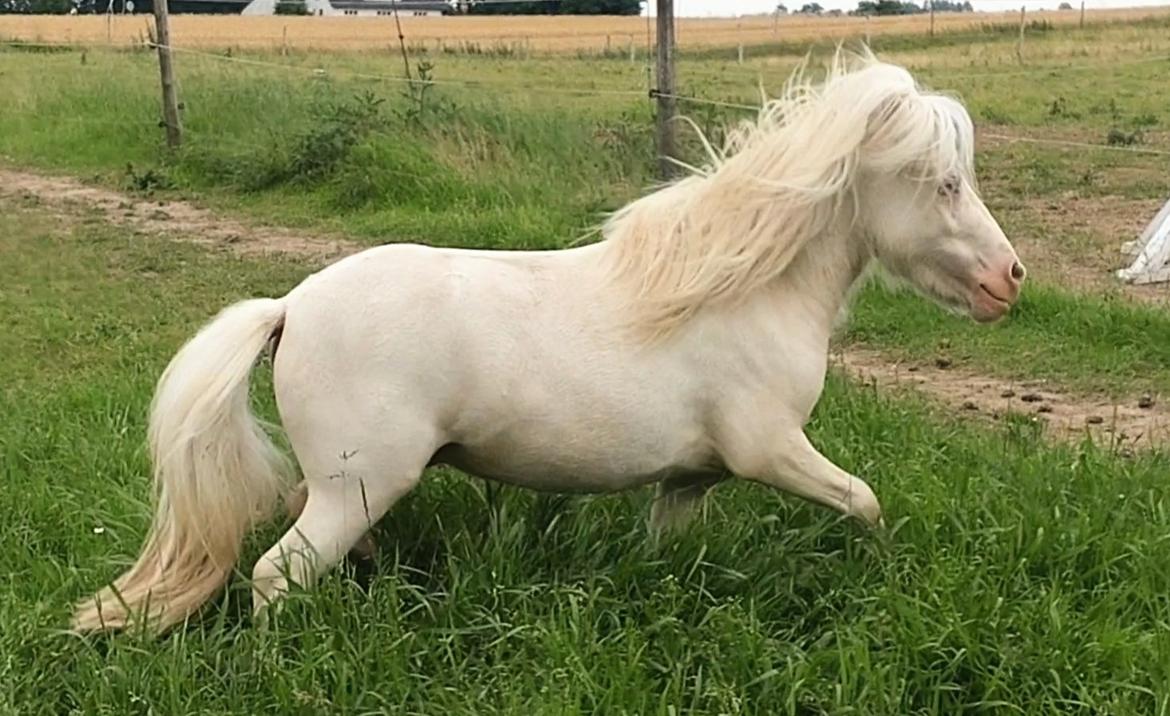 Miniature Hei Hei Wind billede 39