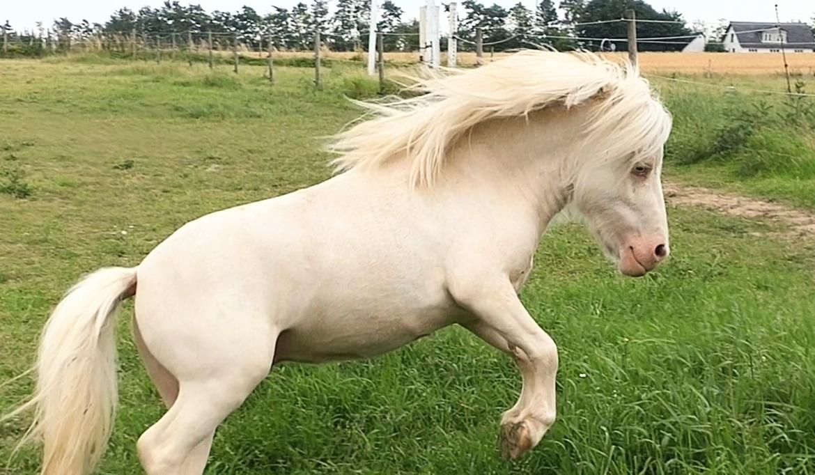 Miniature Hei Hei Wind billede 40
