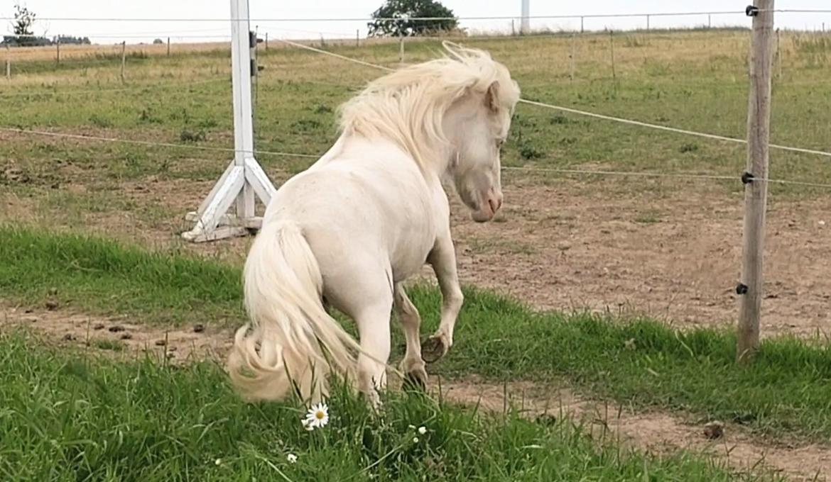 Miniature Hei Hei Wind billede 41