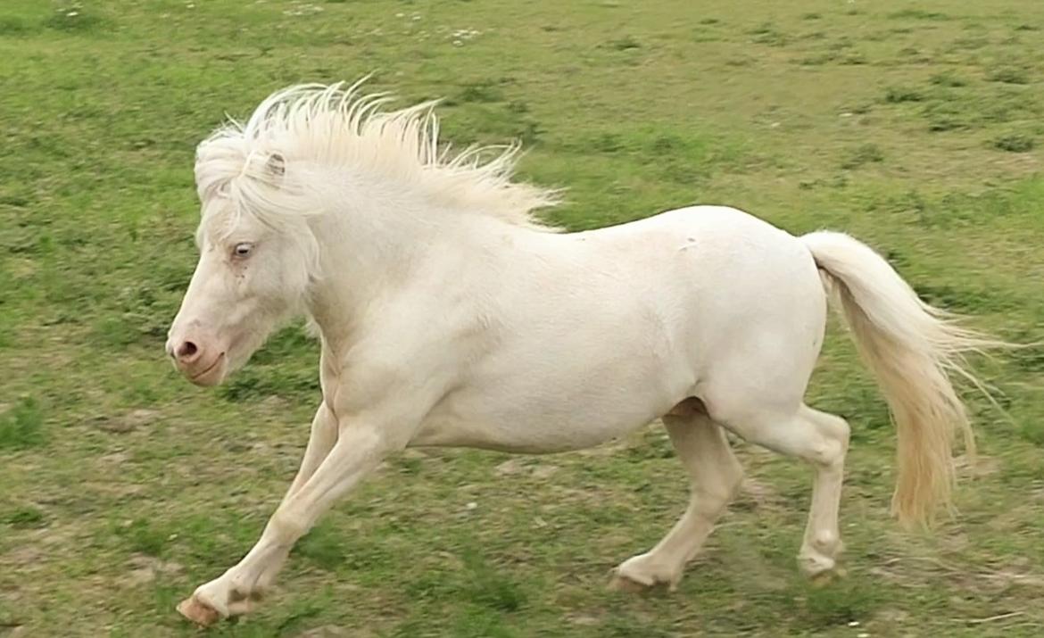 Miniature Hei Hei Wind billede 42
