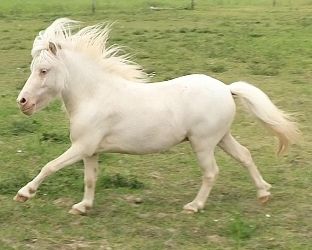 Miniature Hei Hei Wind billede 33
