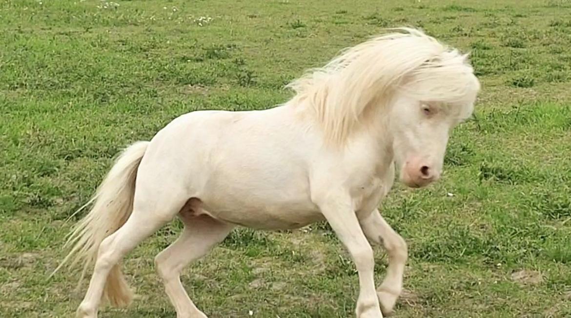 Miniature Hei Hei Wind billede 44