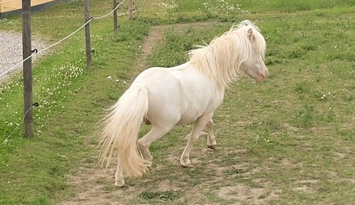 Miniature Hei Hei Wind billede 43