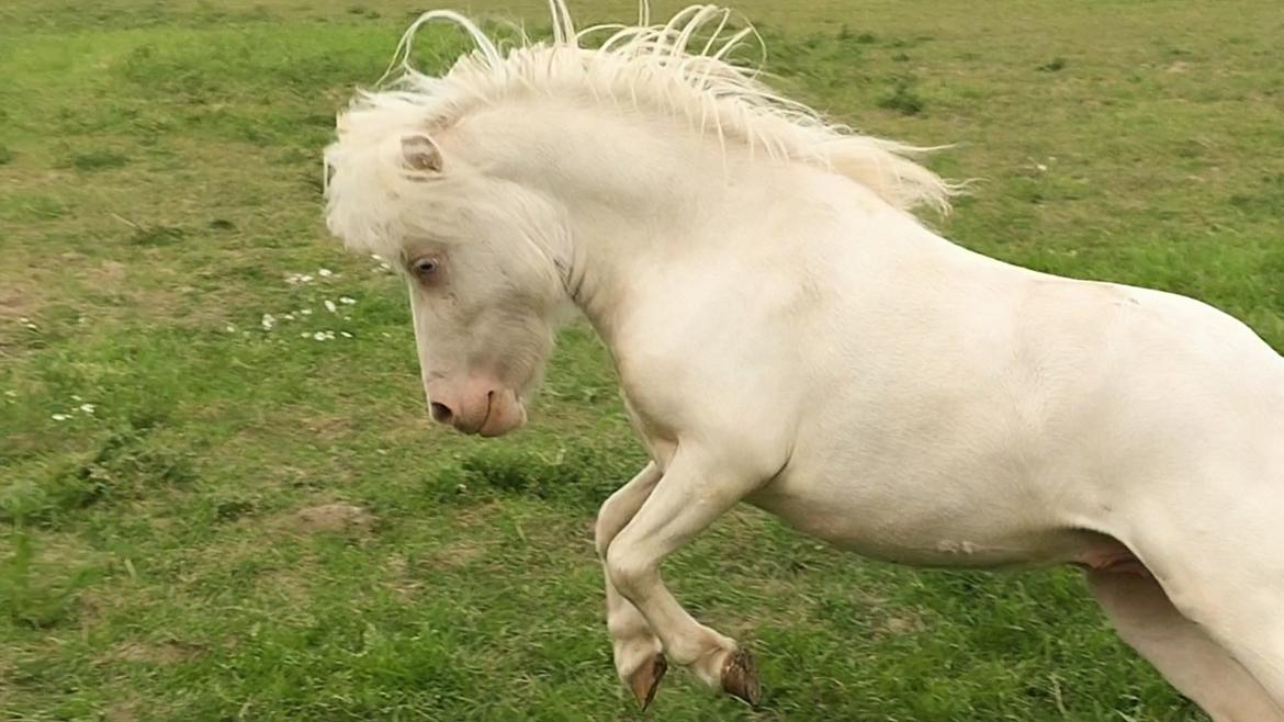 Miniature Hei Hei Wind billede 45