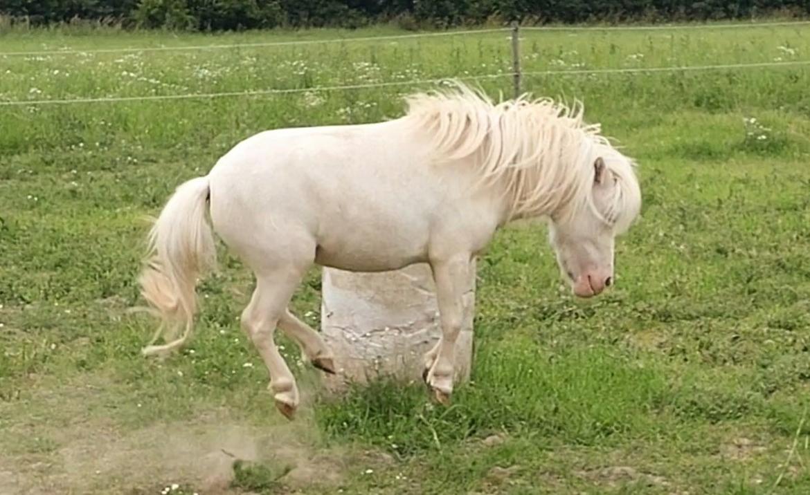 Miniature Hei Hei Wind billede 47