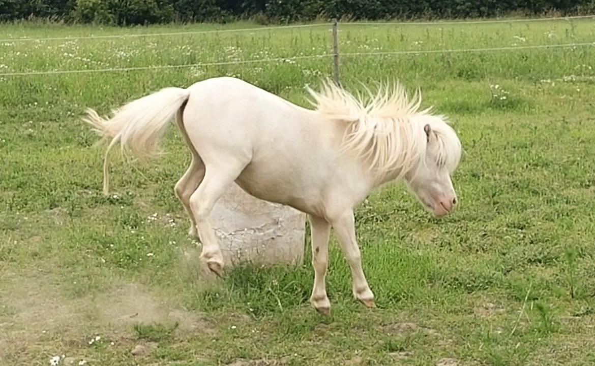 Miniature Hei Hei Wind billede 48