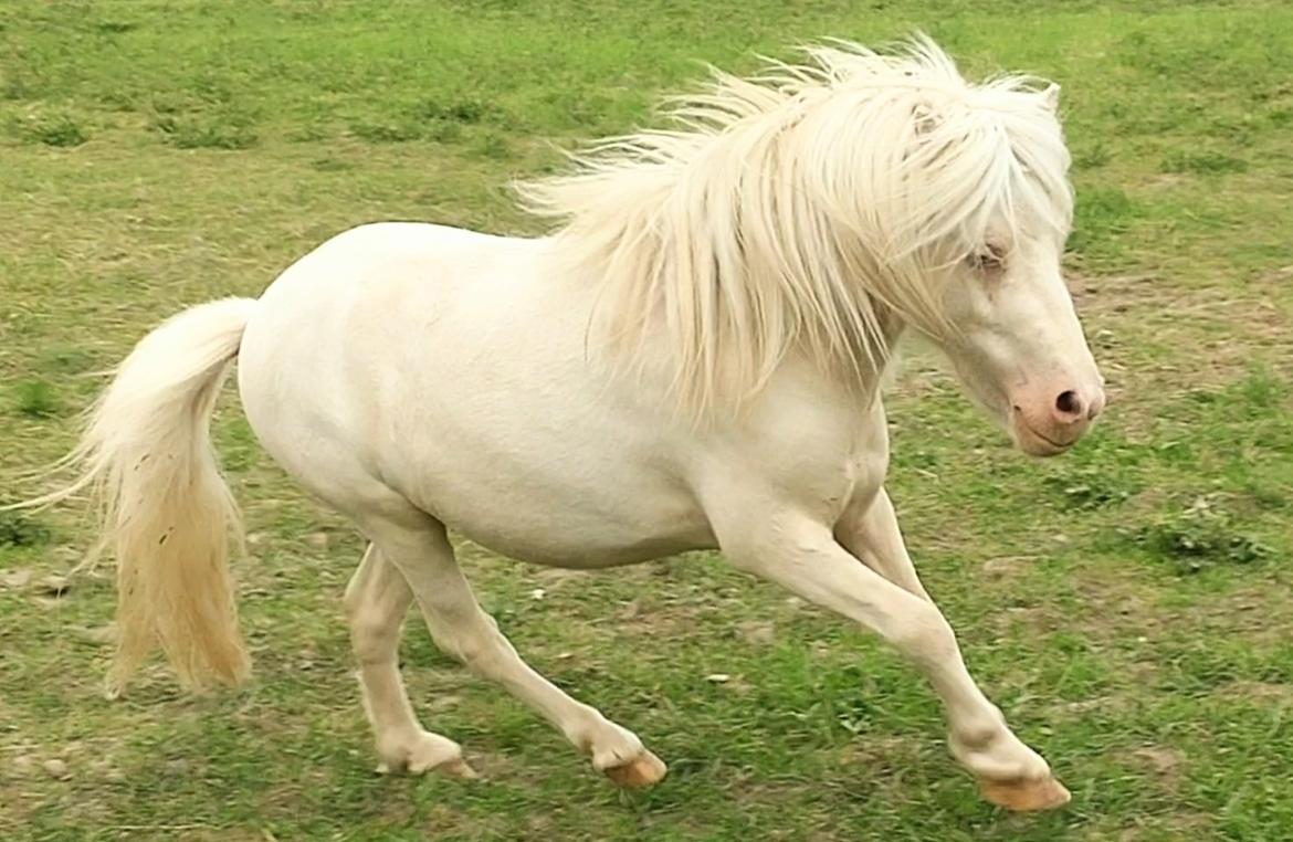 Miniature Hei Hei Wind billede 49