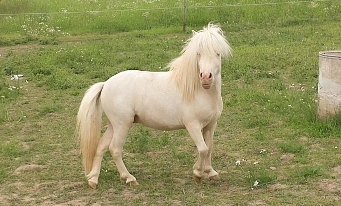 Miniature Hei Hei Wind billede 46
