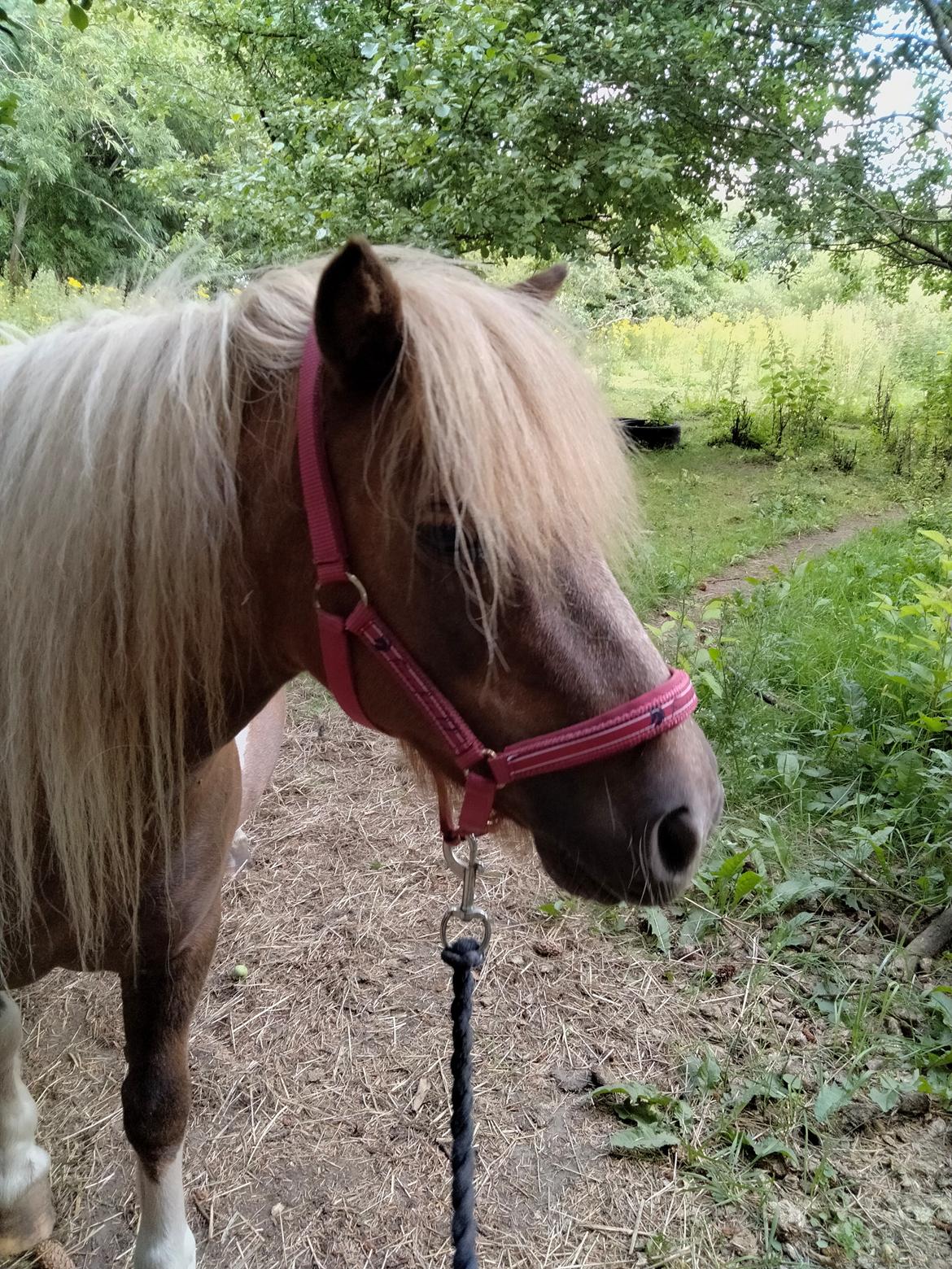 Shetlænder Ronja - Juli 2022 billede 13