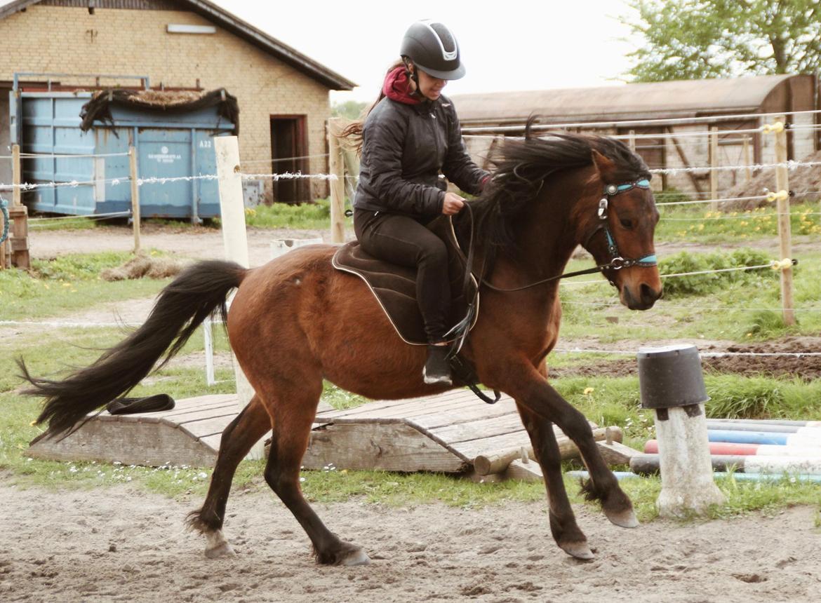 Welsh Partbred (Sec F) DJ Malthe Soleil billede 15