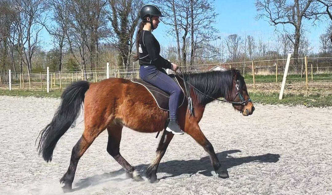 Welsh Partbred (Sec F) DJ Malthe Soleil billede 7